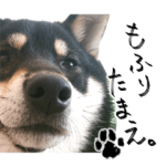 黒柴もなか・ツン柴