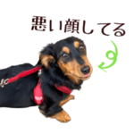 ミニチュアダックス犬ハルの日常スタンプ