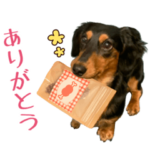 ミニチュアダックス犬ハルの気持ちスタンプ