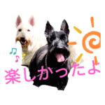 スコティッシュテリア　楽しい日常