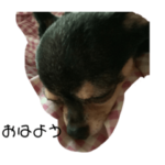 うちのここちゃん！_coco