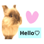 ライオンラビットのトトロくん⑪