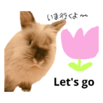 ライオンラビットのトトロくん（７）