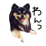 工藤家の犬との暮らし