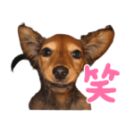 我が家のワンコスターズ