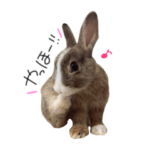 うさぎのトトたん