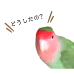 LoveBird コザクラ