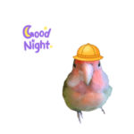 キュートなインコ