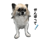 フォーンチワワ★トトロ2