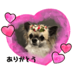 フォーンチワワ★トトロ