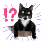 ピッピとトトロ