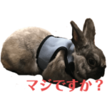 ネザーランド・ドワーフのトトロくん