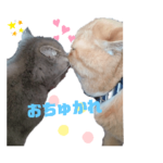 だいずとトトロ