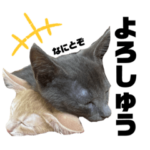 ちくわとトトロ 2