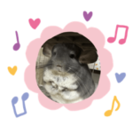 チンチラのトトロくん