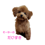 トイプードルのトトロ