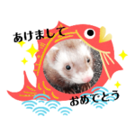 我が家のトトロっち