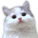 ニャンチューバーつくし