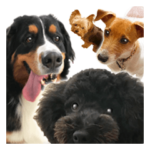 ネロ、カイ、ラブときどきうにお