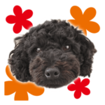 ネロ、カイ、ラブときどきうにお