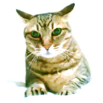 高貴なシニア猫スタンプ（写真）