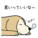 ゴールデンドッグ３（老犬編）