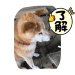柴犬ゲン18才