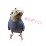 普段使えるインコスタンプ