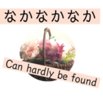 久留米弁と英語と薔薇と緑