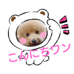 トイプードルのぷう太の日常2