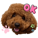 大きなトイプードルの茶々丸くん