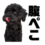 黒トイプードル 代表
