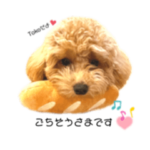 トイプードルのトコ。