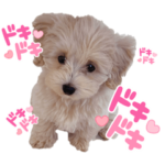 マルプー　ほたて