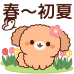 ぽかぽかトイプードル