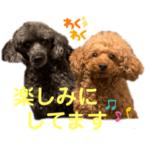 リアル犬トイプードルのゲンキとくるみ♪