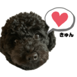 黒トイプードル代表3