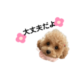 トイプードル＊みるく3