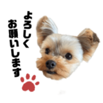 ヨークシャーテリアの紀南子2022