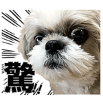 シーズー犬あうんのてんぽの写真スタンプ02