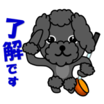 黒プードルのゴルフ