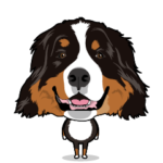 バーニーズマウンテンドッグ J6 英語版