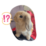 うさぎスタンプ２０２０１２