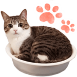 猫の『すずめちゃん』にゃり！