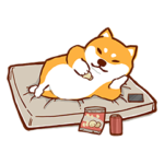 A HomeShiba