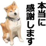 しゃべる柴犬（挨拶編１）