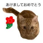 ケアラのみんにゃ2