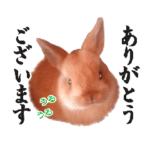 ベビーうさぎのまるぴょん
