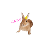 うさまるふぉとんぷ