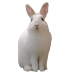 ペットスタンプ "もち"